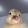 Duckie